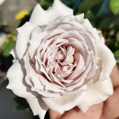Milky Pearl Rose