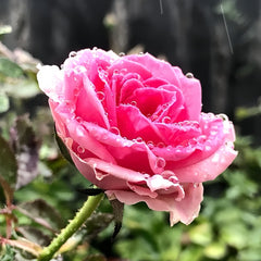 Mimi Eden Meiland Rose