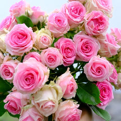 Mimi Eden Meiland Rose