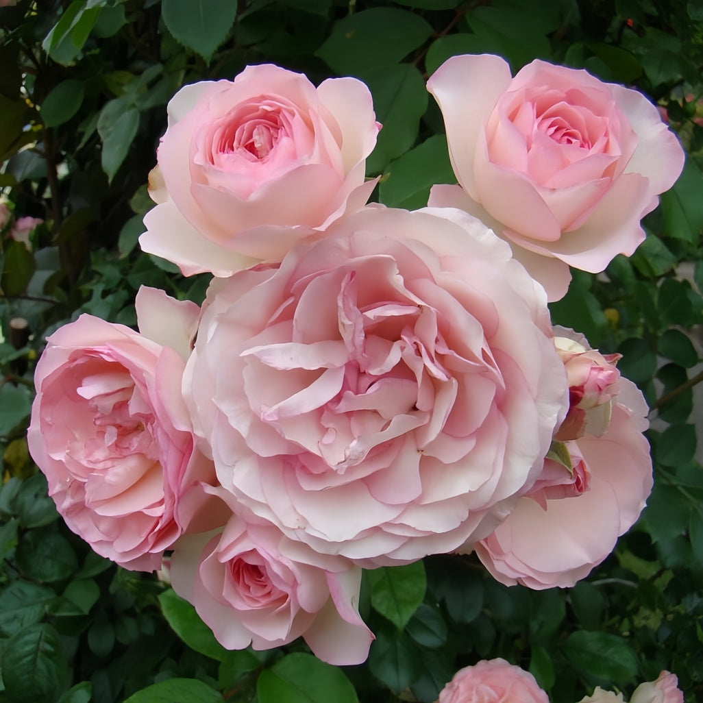 Mimi Eden Meiland Rose