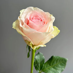 Mind Reading Rose