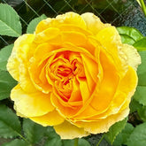 Molineux Rose