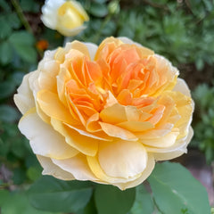 Molineux Rose