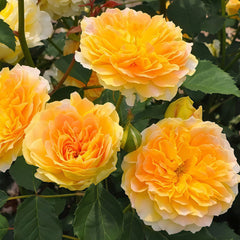 Molineux Rose