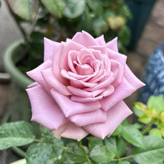 Montmartre Rose
