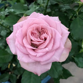 Montmartre Rose