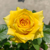Moonwalk Rose