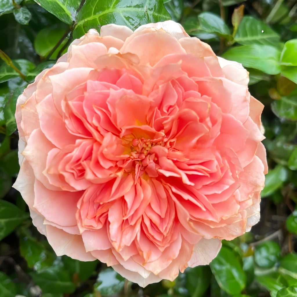 Moulin De La Galette Rose