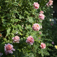 Moulin De La Galette Rose