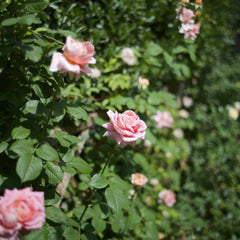 Moulin De La Galette Rose