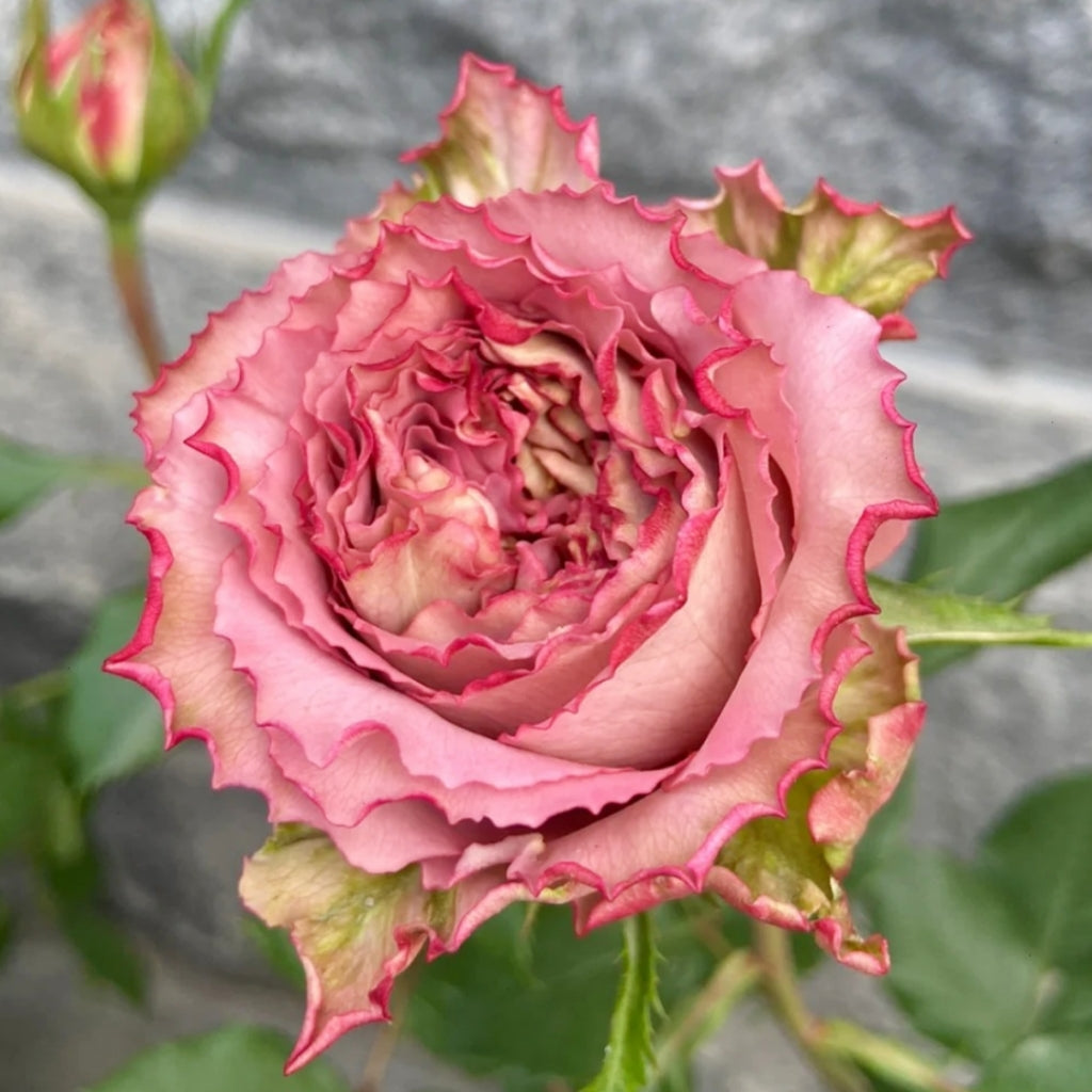 Nachuru Test Rose