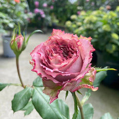 Nachuru Test Rose