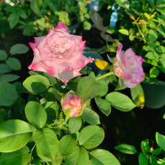 Nanyan Rose
