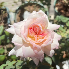 Nausicaa Rose