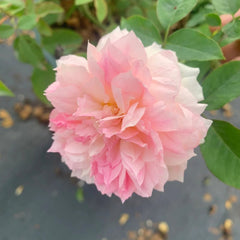 Nausicaa Rose