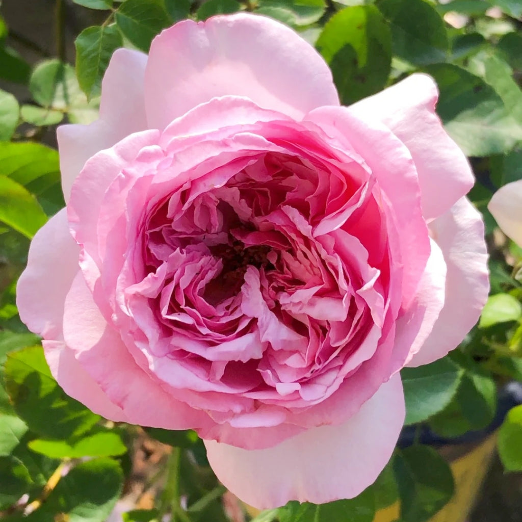 Neo Cherry Shallow Rose