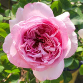 Neo Cherry Shallow Rose