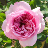 Neo Cherry Shallow Rose