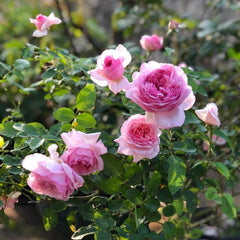 Neo Cherry Shallow Rose