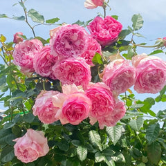 Neo Cherry Shallow Rose