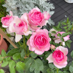 Neo Cherry Shallow Rose