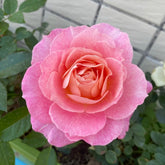 Neptune King Terrazza Rose