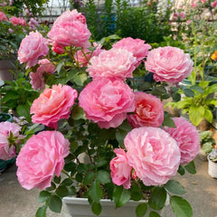 Neptune King Terrazza Rose