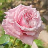 Niannujiao Rose