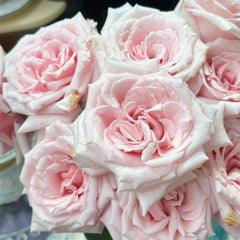 Niannujiao Rose