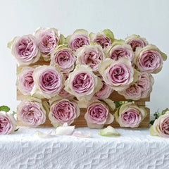 Notre Dame Rose