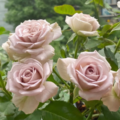 Notre Dame Rose