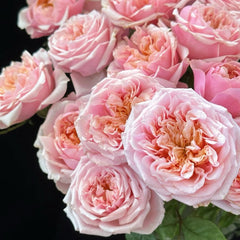 Notting Hill Rose