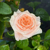 Nuwa Rose