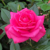 Ocean Ovation Rose