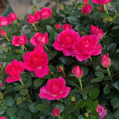 Ocean Ovation Rose