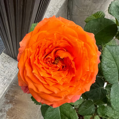 Orange Romantica Rose