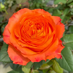 Orange Romantica Rose