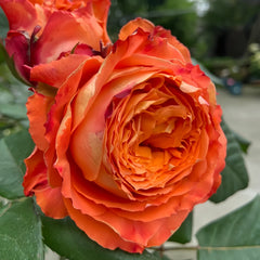 Orange Romantica Rose