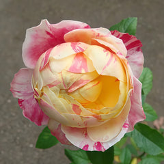 Party Ranucula Rose