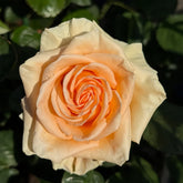 Peach Wave Rose