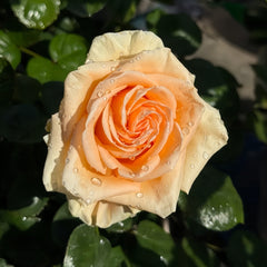 Peach Wave Rose