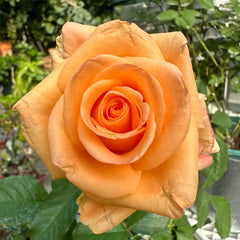 Peach Wave Rose