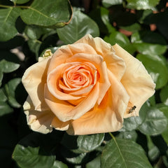 Peach Wave Rose