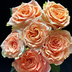 Peach X-pression Rose