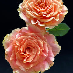 Peach X-pression Rose