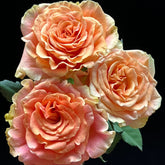 Peach X-pression Rose