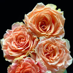 Peach X-pression Rose