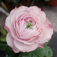 Peonikiss Rose