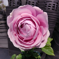 Peonikiss Rose