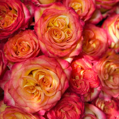 Phoenix Hairpin Rose